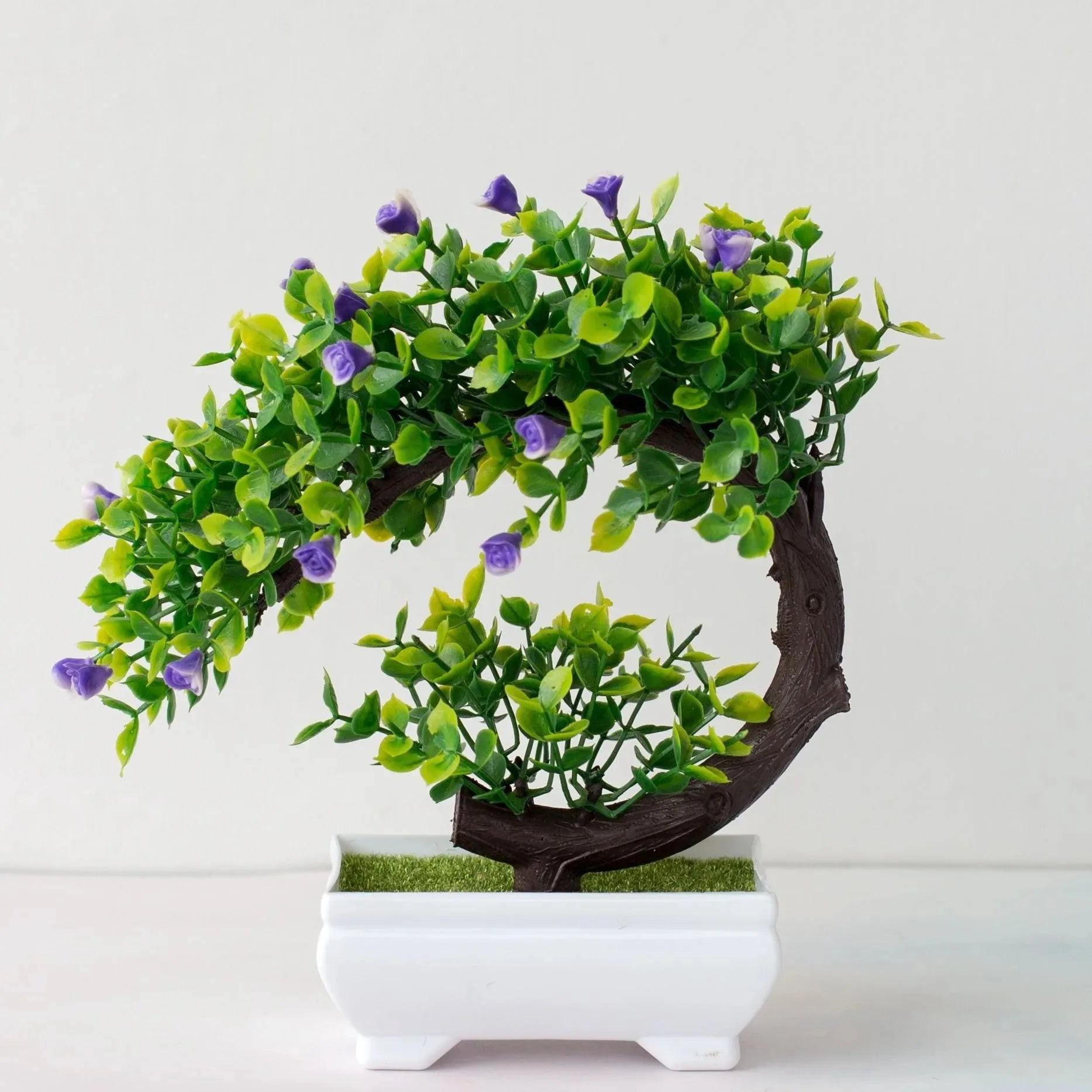 Calma Bonsai